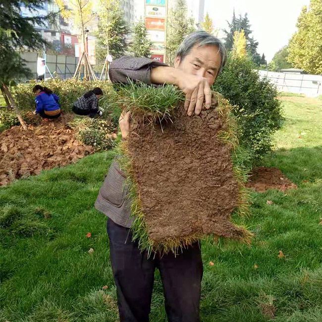 廠(chǎng)區(qū)綠(lǜ)化(huà)施工(gōng)設計(jì)及養護