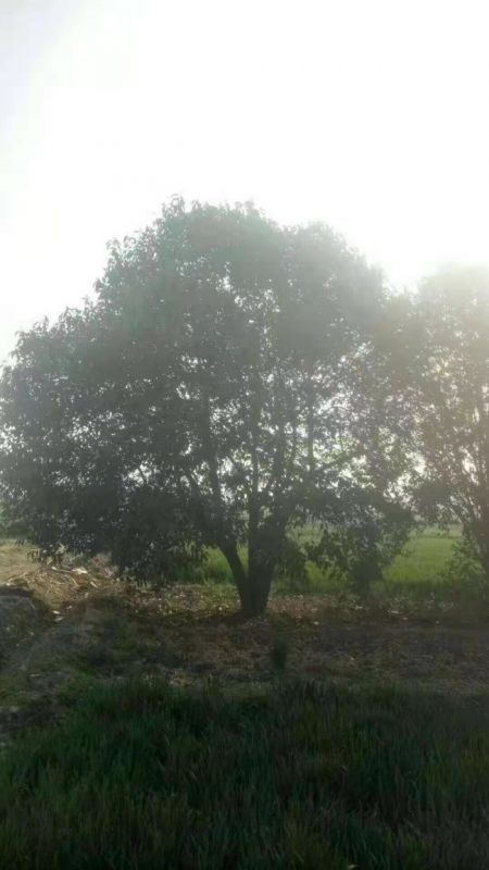 叢生(shēng)大(dà)葉女(nǚ)貞