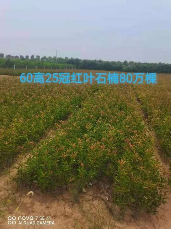 紅(hóng)葉石楠苗