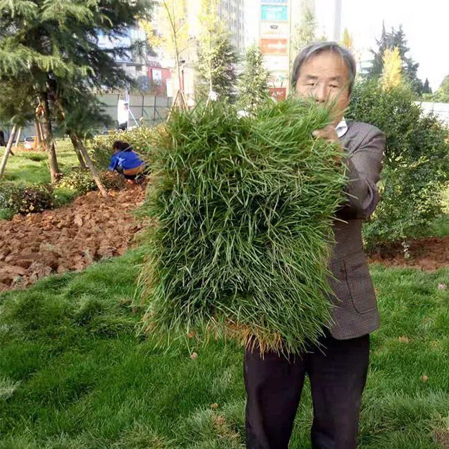 道(dào)路(lù)綠(lǜ)化(huà)施工(gōng)設計(jì)及養護