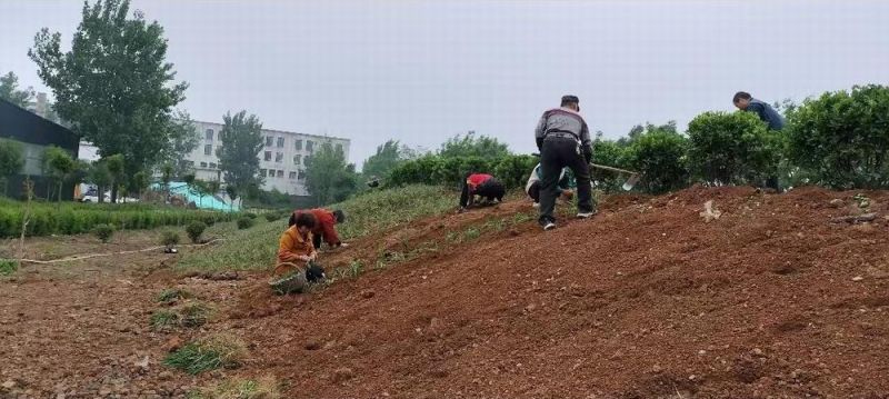 廠(chǎng)區(qū)綠(lǜ)化(huà)施工(gōng)設計(jì)及養護