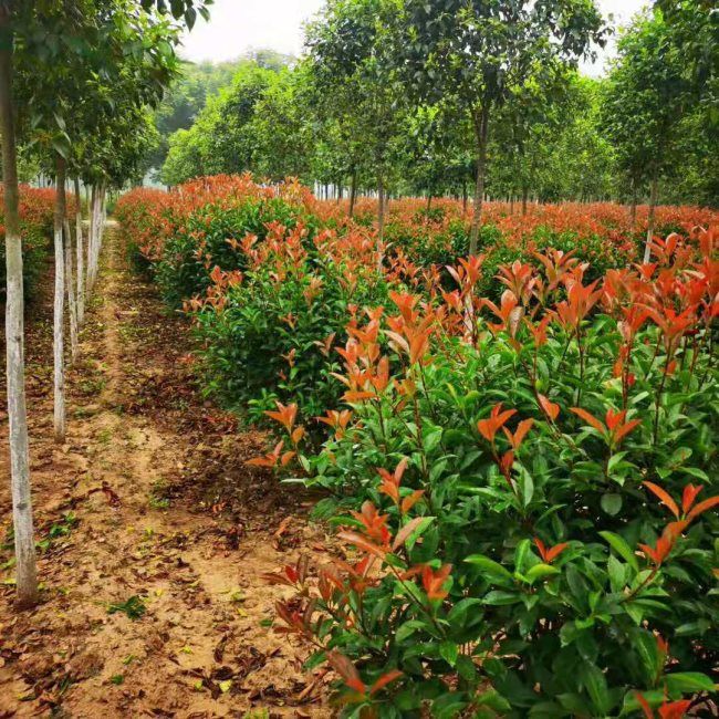 紅(hóng)葉石楠球