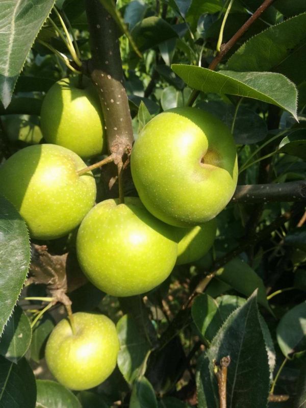 蘇翠1号-1-果木(mù)苗