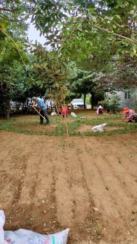 廠(chǎng)區(qū)草(cǎo)坪綠(lǜ)化(huà)養護