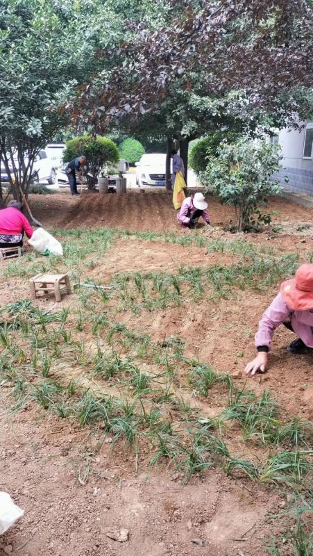 廠(chǎng)區(qū)草(cǎo)坪綠(lǜ)化(huà)展示