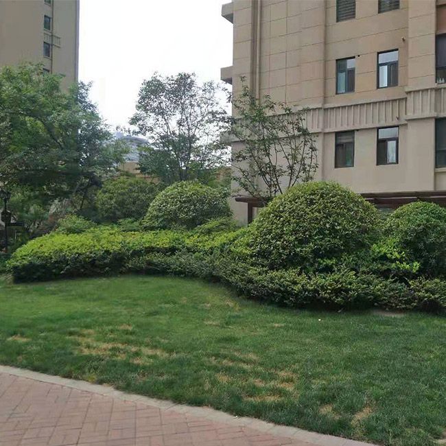 别墅綠(lǜ)化(huà)施工(gōng)設計(jì)及養護