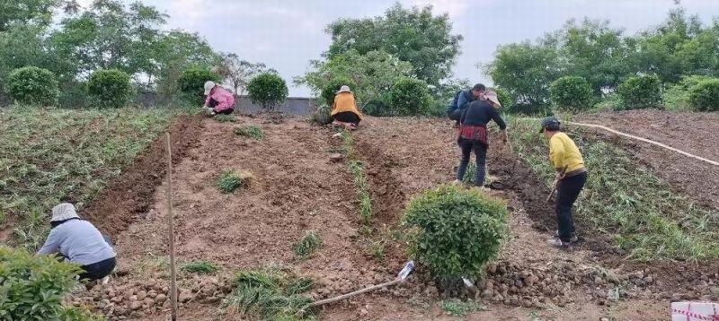 廠(chǎng)區(qū)綠(lǜ)化(huà)施工(gōng)設計(jì)及養護