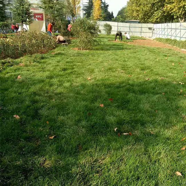 小(xiǎo)區(qū)綠(lǜ)化(huà)施工(gōng)設計(jì)及養護