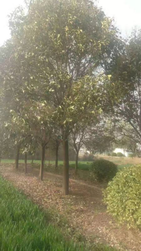 大(dà)葉女(nǚ)貞