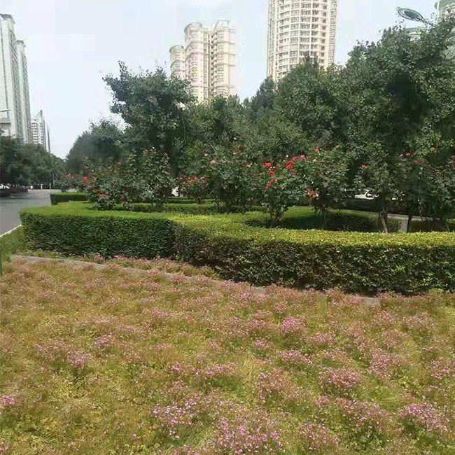 道(dào)路(lù)綠(lǜ)化(huà)施工(gōng)設計(jì)及養護