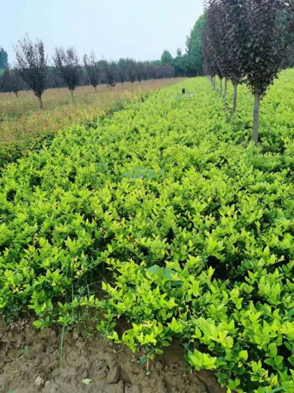 金(jīn)森(sēn)女(nǚ)貞