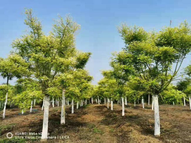 黃(huáng)金(jīn)槐