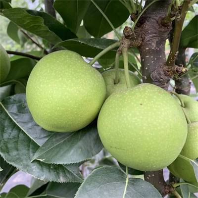 翠玉梨-果木(mù)苗