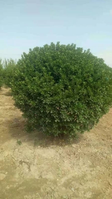 大(dà)葉黃(huáng)楊球