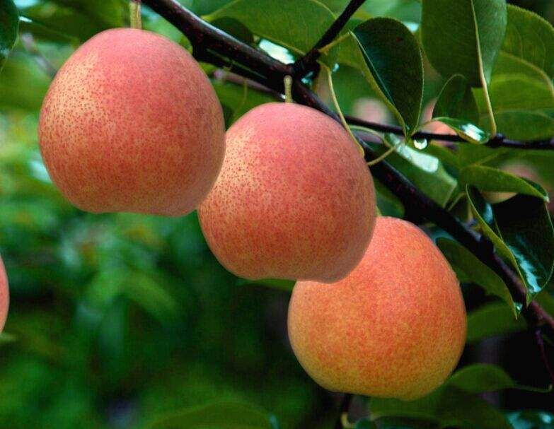 丹霞紅(hóng)梨-果木(mù)苗