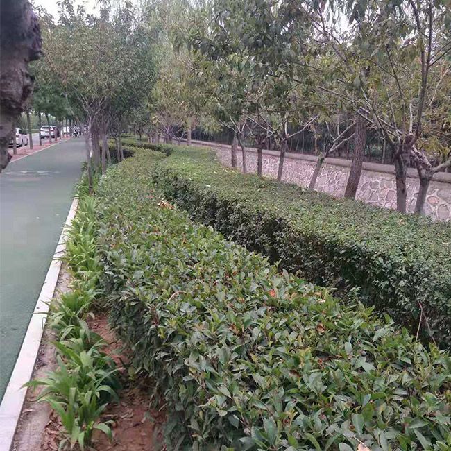 道(dào)路(lù)綠(lǜ)化(huà)施工(gōng)設計(jì)及養護