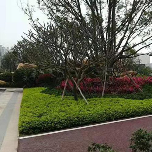 小(xiǎo)區(qū)綠(lǜ)化(huà)施工(gōng)設計(jì)及養護