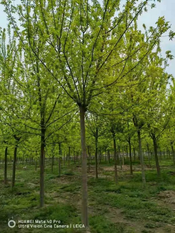 金(jīn)葉複葉槭